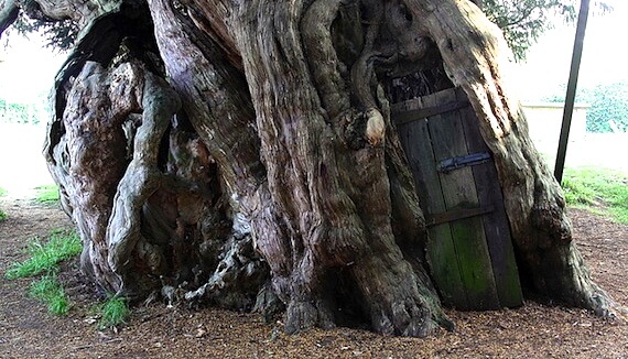 Crowhurst Yew has an empty hollow