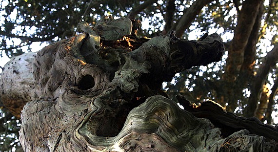 The Crowhurst Yew