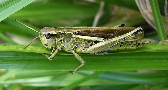 Egypt's Locust Invasion & Your Next Meal