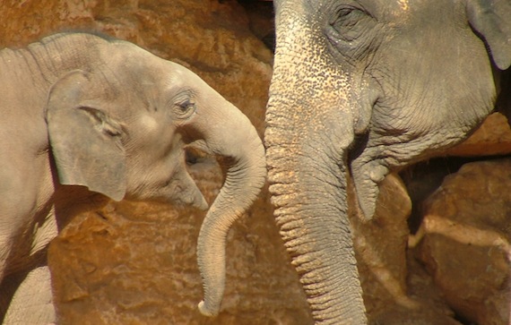 The secret to untying your 10-ton elephant.