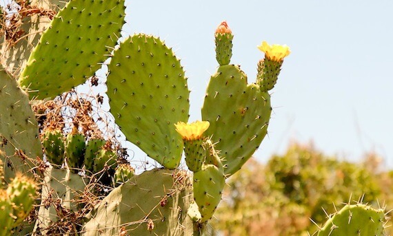 Cactus with flowers in Israel.