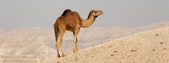 Lone camel in Judean wilderness