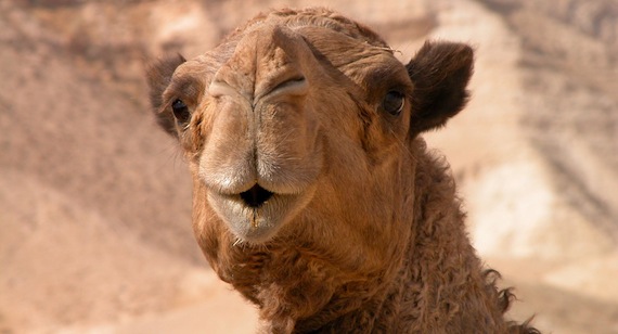 Camel in Judean wilderness