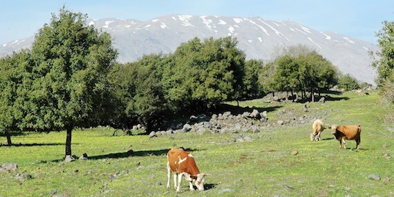 Cows of Bashan grazing before Mount Hermon