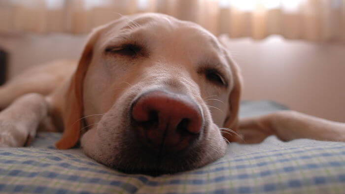 dreaming dog