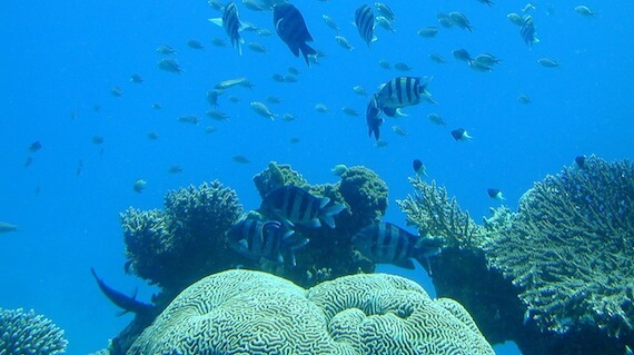 Eilat Underwater Observatory, coral and fish