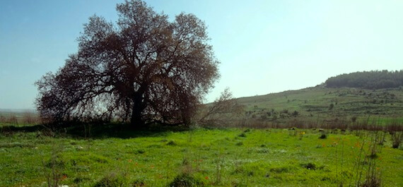Elah Valley pistachio tree