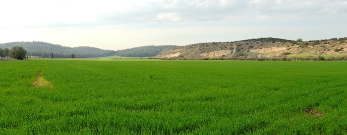 Elah Valley with new wheat