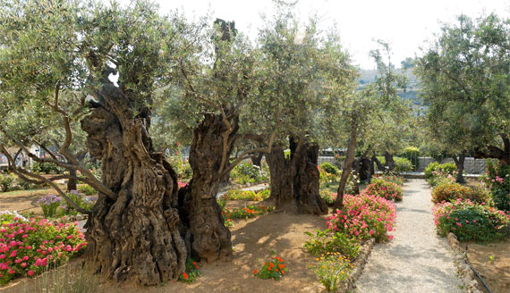 Gardens in the Bible: Olive Trees in the Garden of Gethsemane