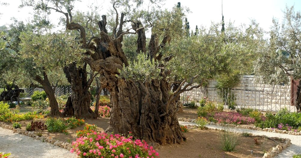 Garden of Gethsemane olive trees