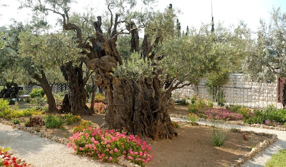 Garden of Gethsemane olive trees.