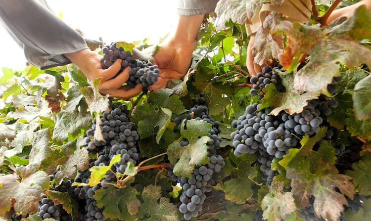 Harvesting grapes in Israel