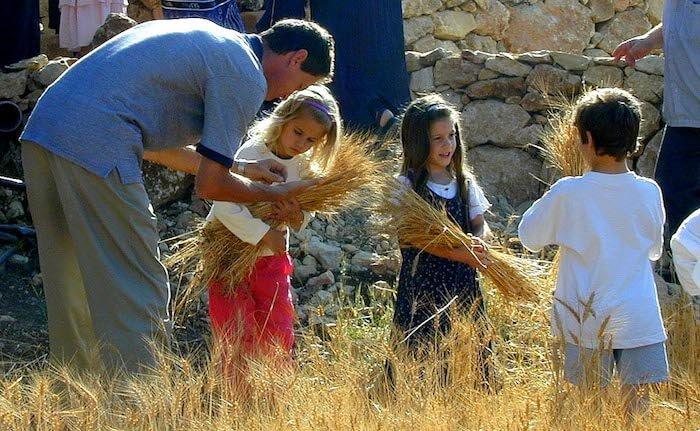 Harvesting wheat at Shavuot in Israel.