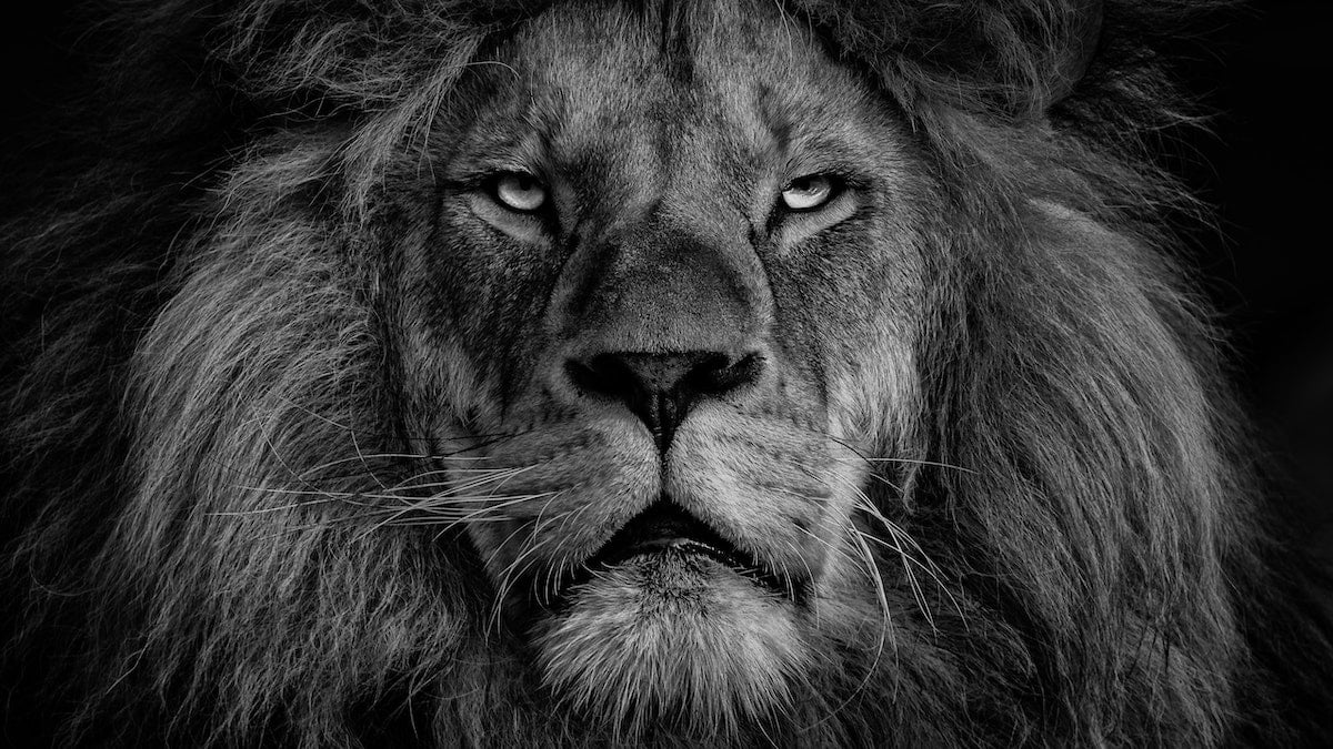 How to Stand Strong against a Roaring Lion [Podcast]