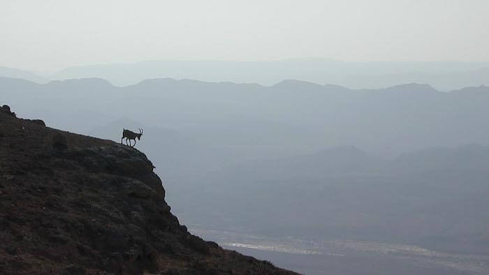 Ibex on cliff edge at Machtesh Ramon