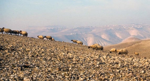 Sheep grazing on Christmas in Israel