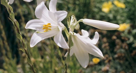 Madonna lily in Israel
