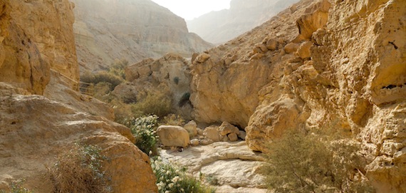 Nahal Bokek in the Wilderness of Judea