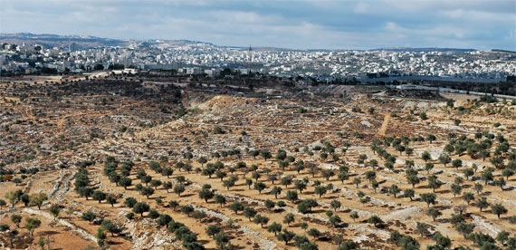 Olive grove near Bethlehem