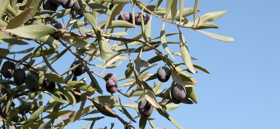 Olive leaves in Aijalon Valley