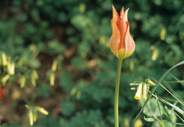 Sharon tulip, the Rose of Sharon