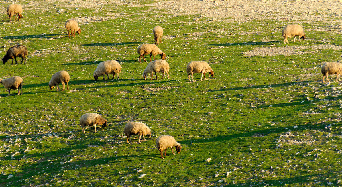Sheep grazing in Judean wilderness