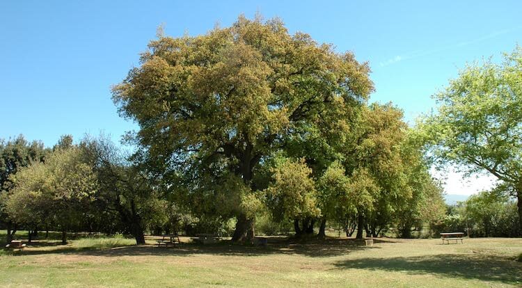 Tabor oak at Horeshat Tal