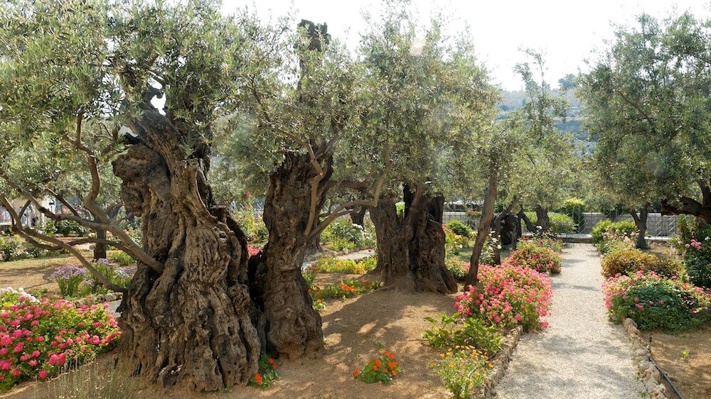 The Garden of Gethsemane—Still a Place of Prayer & Weeping