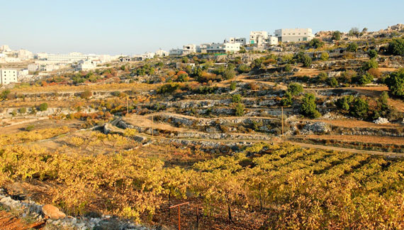 Terraced hills outside Hebron