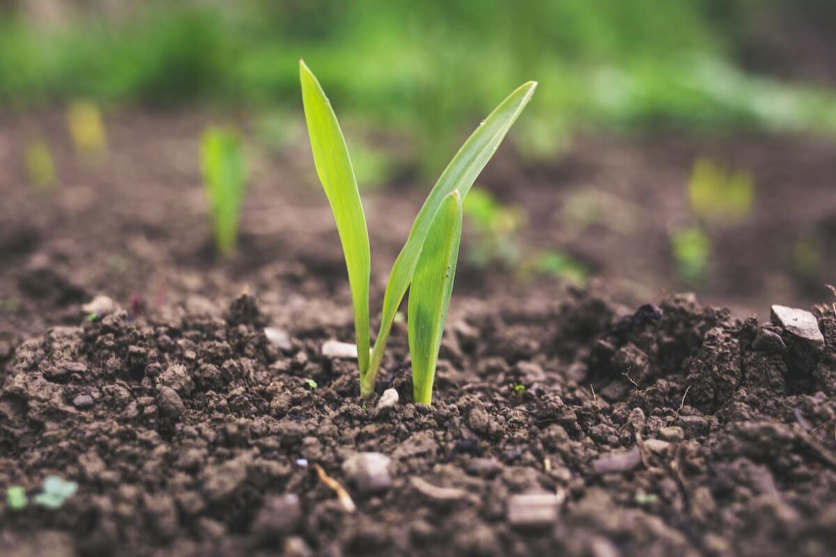 What Are You Planting? [Podcast]