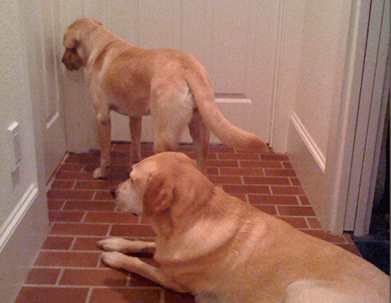 Waiting at the door for food.