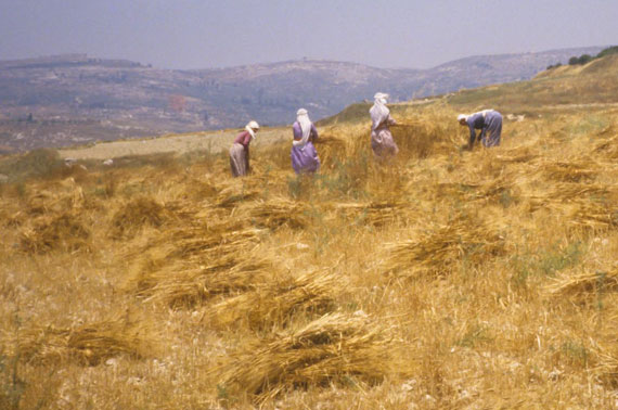 Women-harvesting-wheat-near
